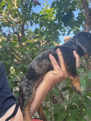 Teckel baiat Arlechin cu carnet  - imagine 3