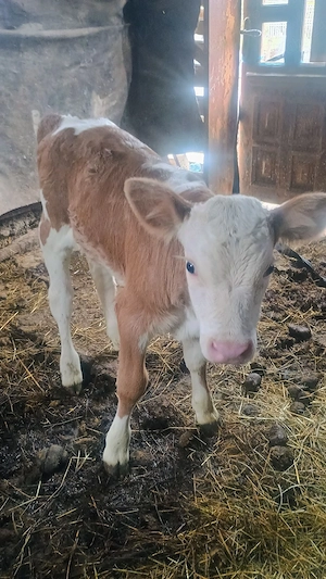 Vand vițea de bălțată românească 