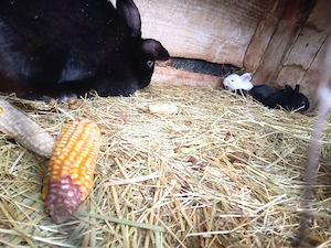 Vând iepuroaica cu 8 iepurași  - imagine 3