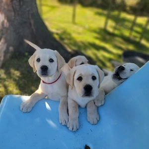 Pui Labrador Retriever-căței ideali pentru copii și familie ! - imagine 3