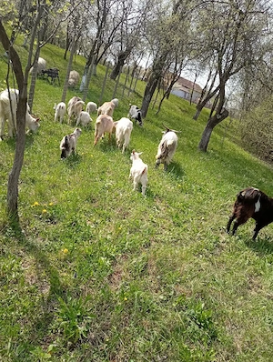 Vând capre cu iezi si cu lapte