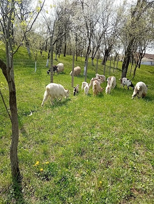 Vând capre cu iezi si cu lapte - imagine 2