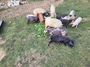 purcei de7 si 9 saptamini