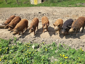 soldani rasa mangalita  - imagine 2