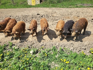 soldani rasa mangalita 