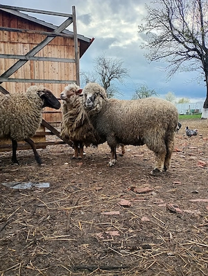 Oaie cu miel de vânzare  - imagine 3