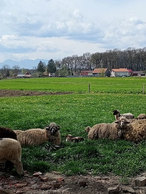 Oaie cu miel de vânzare  - imagine 4