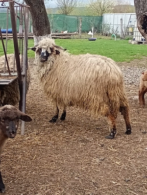 Oaie cu miel de vânzare  - imagine 2