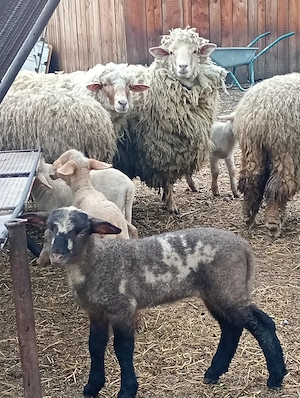 Oaie cu miel de vânzare 