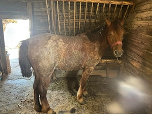 Vand iapa de 2 ani ,urgent! - imagine 3