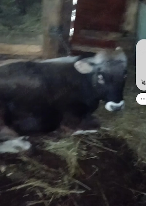 de vanzare pereche de tauri - imagine 3