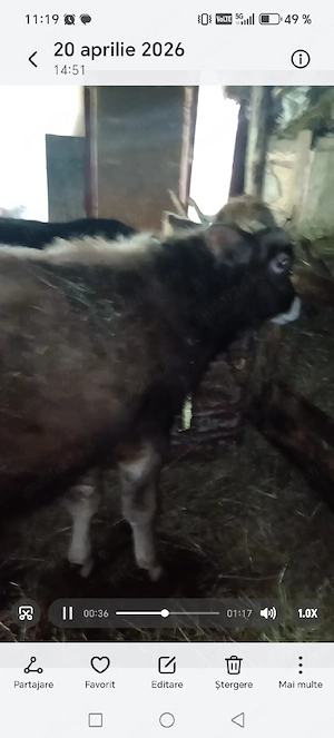 de vanzare pereche de tauri - imagine 4