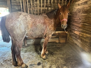 Vand iapa de 2 ani ,urgent! - imagine 2