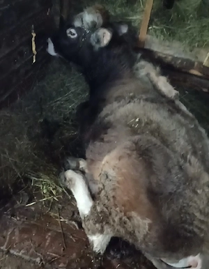 de vanzare pereche de tauri