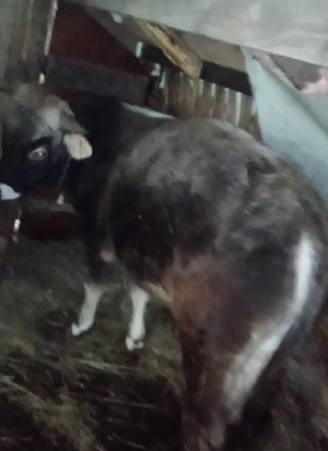 de vanzare pereche de tauri - imagine 2