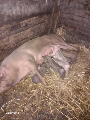 De vanzare - imagine 2