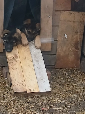 Pui ciobănesc german - imagine 4