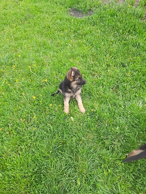 Pui ciobănesc german - imagine 3