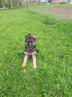 Pui ciobănesc german