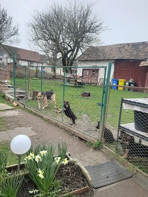 Pui ciobănesc german - imagine 5