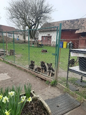 Pui ciobănesc german - imagine 2