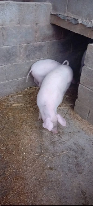 da vanzare 2 purcele de 50kg bucata