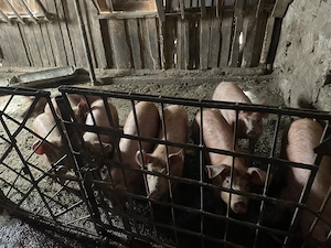 Vand 5 purcei frumosi