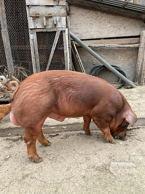 Vier duroc rasa pura,aprox.120 kg,varsta 7 luni