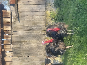 Vând curcani de țară și oua de curca și de găină 