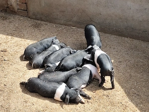 Vieri scrofițe si purcei Bazna și Duroc 