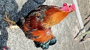 vând sau schimb cocoș tânăr wiandote  - imagine 2