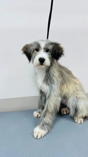 Donez catelusa de 7 luni, sterilizata  - imagine 2