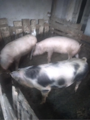 porci de carne 110kg - imagine 3
