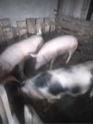 porci de carne 110kg - imagine 2