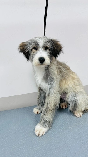 Donez catelusa de 7 luni, sterilizata  - imagine 3