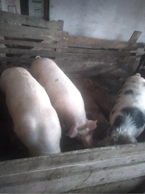 porci de carne 110kg