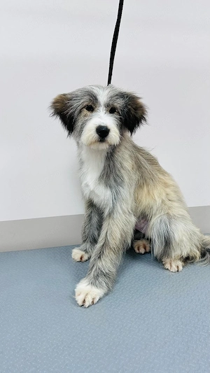 Donez catelusa de 7 luni, sterilizata 