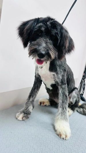 Donez catelusa talie medie, de 7 luni, sterilizata - imagine 2