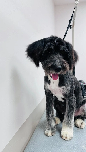 Donez catelusa talie medie, de 7 luni, sterilizata - imagine 5