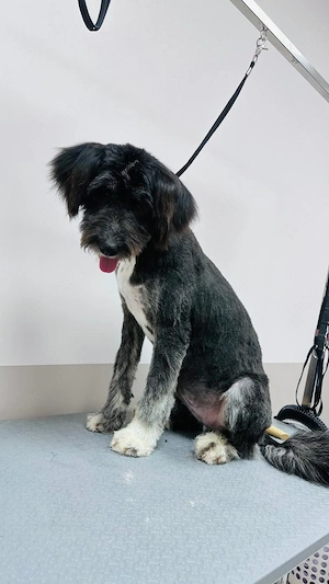 Donez catelusa talie medie, de 7 luni, sterilizata - imagine 4