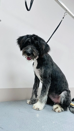 Donez catelusa talie medie, de 7 luni, sterilizata - imagine 3