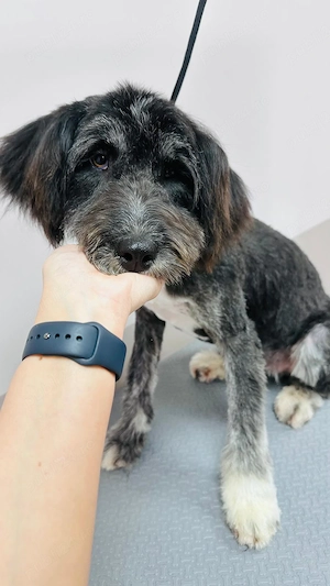 Donez catelusa talie medie, de 7 luni, sterilizata