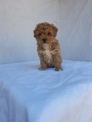 Maltipoo Băiat Apricot 