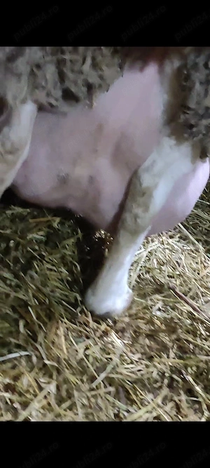 Vând berbecuții de rasă assaf originali  - imagine 3