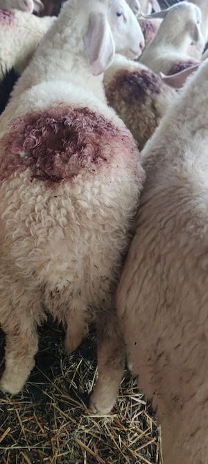 Vând berbecuții de rasă assaf originali  - imagine 5