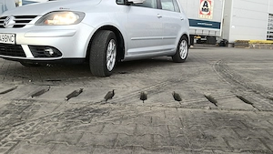 Vând vw golf 5 plus 2008 cod motor BMM  - imagine 2