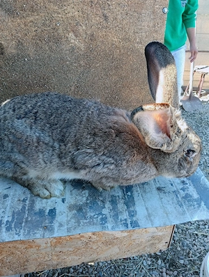 iepuri urias german - imagine 3