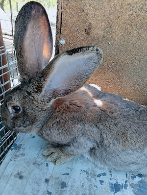 iepuri urias german - imagine 2