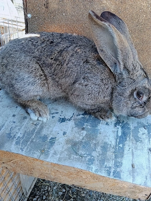 iepuri urias german - imagine 5