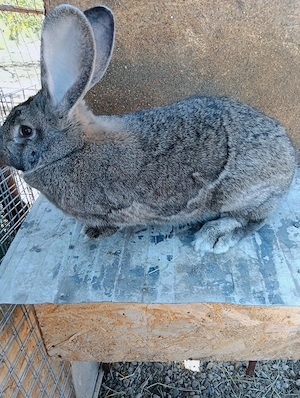 iepuri urias german - imagine 4